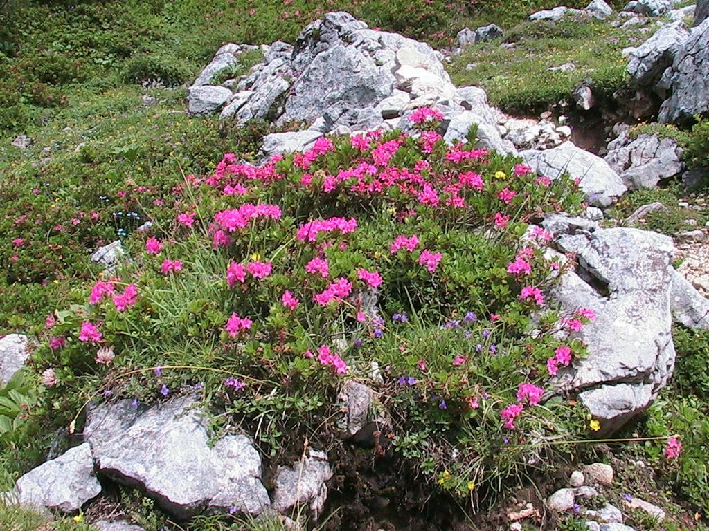 Pension Bartlbauer Ramsau am Dachstein Zewnętrze zdjęcie