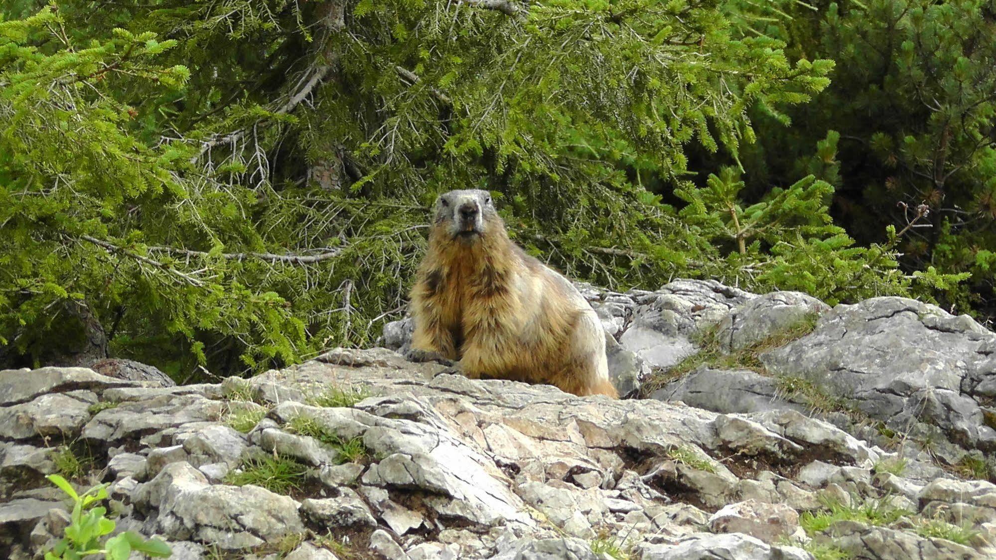 Pension Bartlbauer Ramsau am Dachstein Zewnętrze zdjęcie